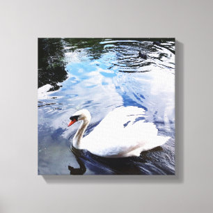 SWIMMING SWAN Stretched Canvas Print