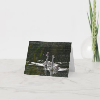 Swimming swans blank notecard.  thank you card