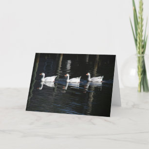 Swimming Swans Card
