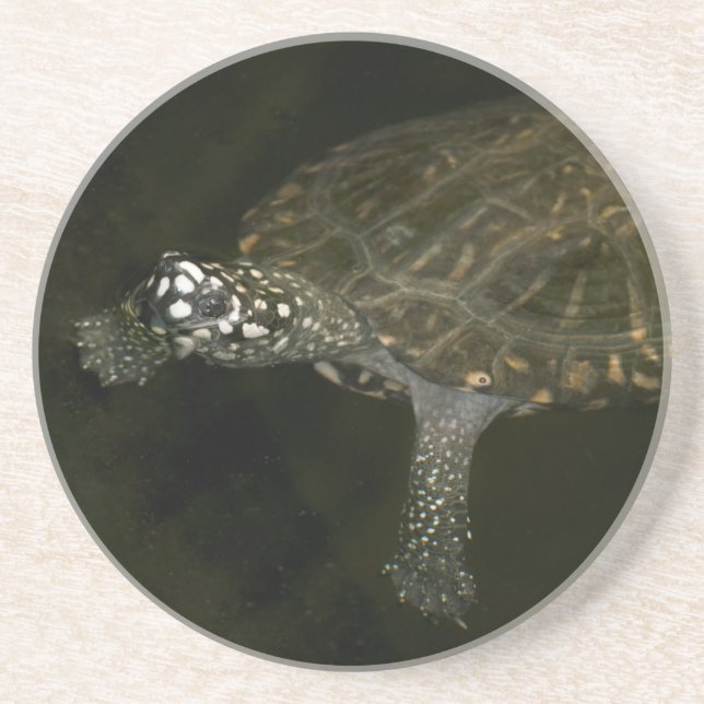 Swimming Turtle Coaster (Front)