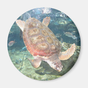 Swimming Turtle Magnet