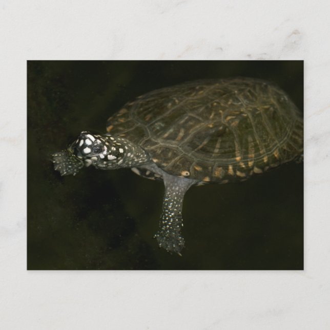 Swimming Turtle Postcard (Front)