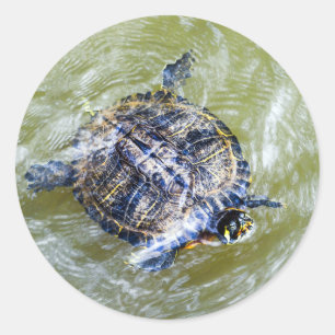 Swimming Turtle Says Hello Classic Round Sticker
