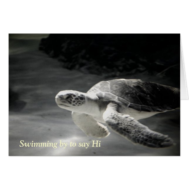 Swimming Turtle Says Hi (Front Horizontal)