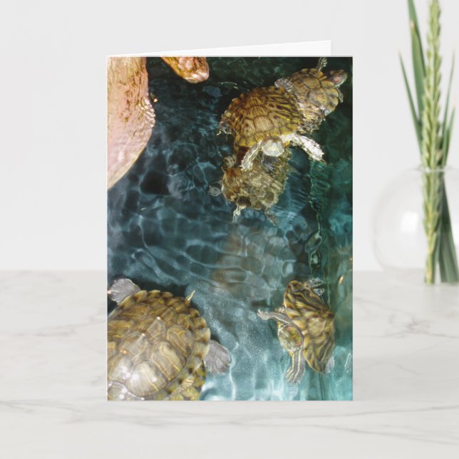 “Swimming Turtles” Birthday Card (Front)
