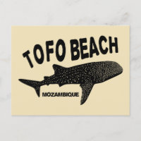 Swimming With Wale Sharks - Tofo Beach Mozambique
