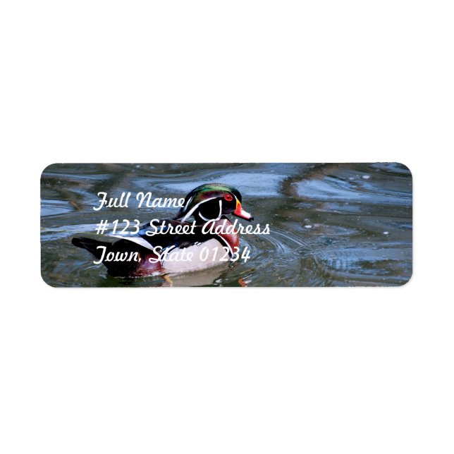 Swimming Wood Duck (Front)