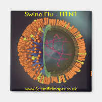 Swine Flu