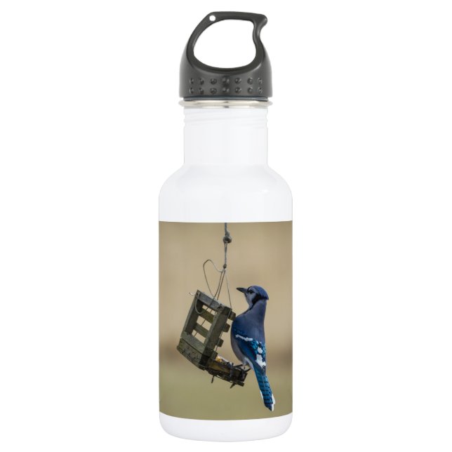 Swinging Blue Jay 532 Ml Water Bottle (Front)