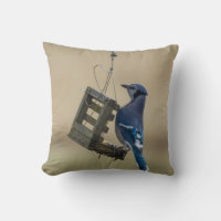 Swinging Blue Jay
