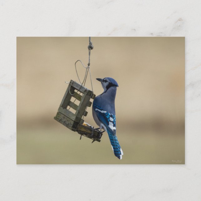 Swinging Blue Jay Postcard (Front)