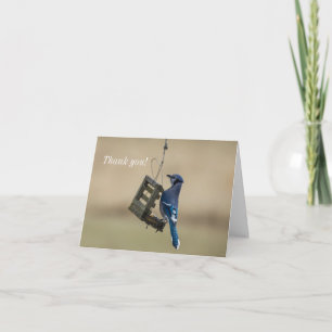 Swinging Blue Jay Thank You Card