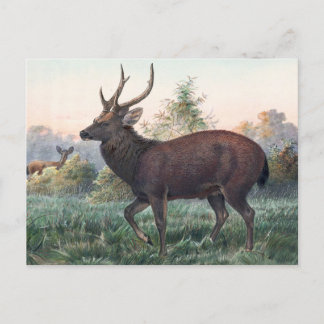 Swinhoe’s Deer by Joseph Wolf Postcard