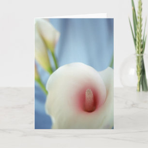 Swirl White Calla Lily Greeting Cards