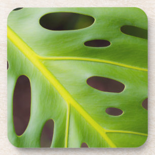Swiss Cheese Plant Plastic Coasters (set of 6)