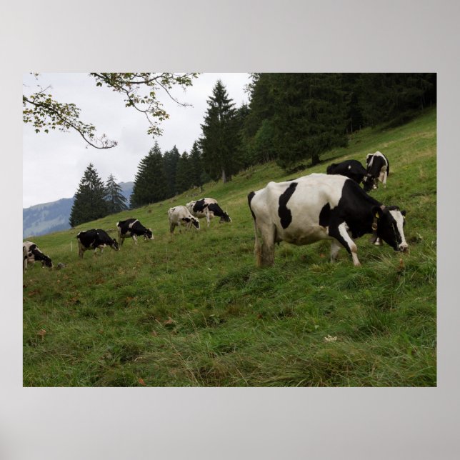 Swiss Cow Poster (Front)