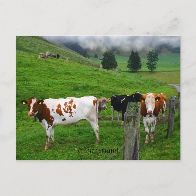 Swiss cows grazing near Küssnacht Switzerland Postcard (Front)