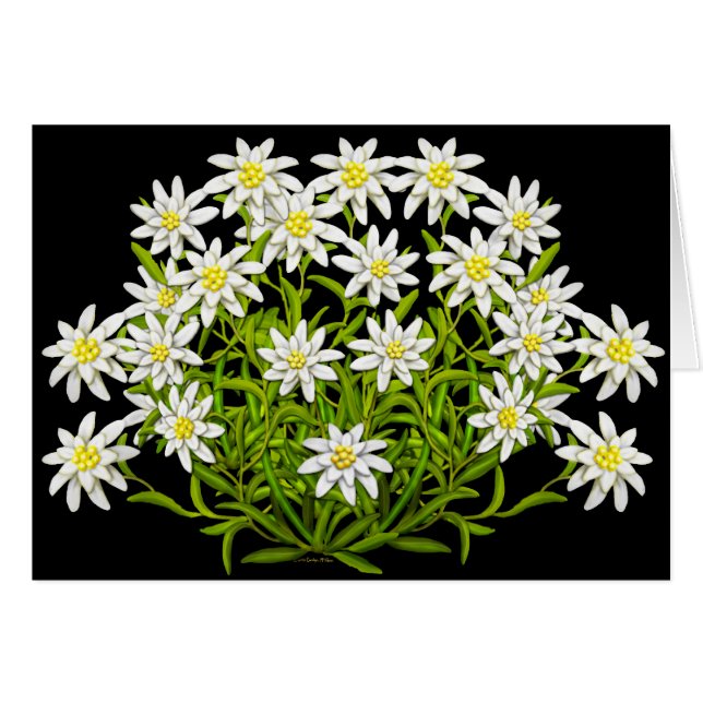 Swiss Edelweiss Flowers Card (Front Horizontal)