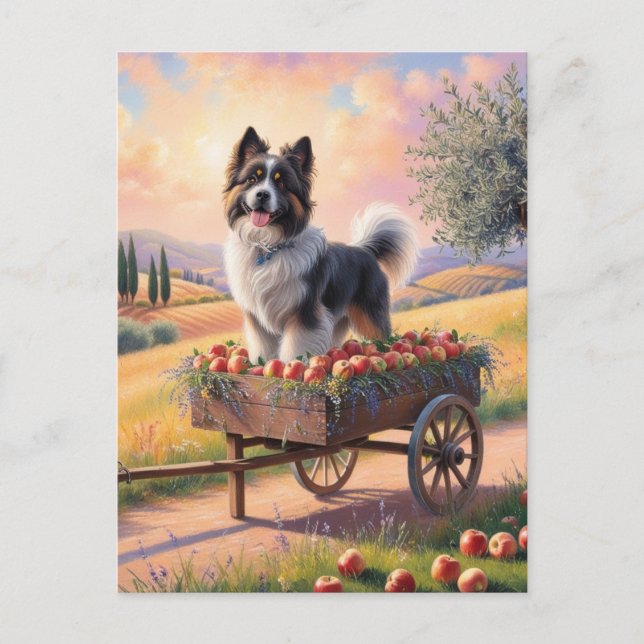 Swiss moundtain dog standing in apple cart postcard (Front)