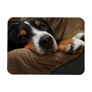 Swiss Mountain Dog Lounging Magnet
