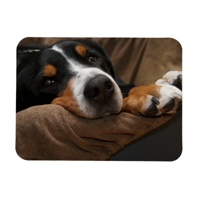 Swiss Mountain Dog Lounging Magnet (Horizontal)