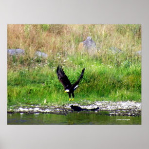 Swooping Eagle Poster