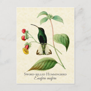Sword Billed Hummingbird Vintage Art Postcard