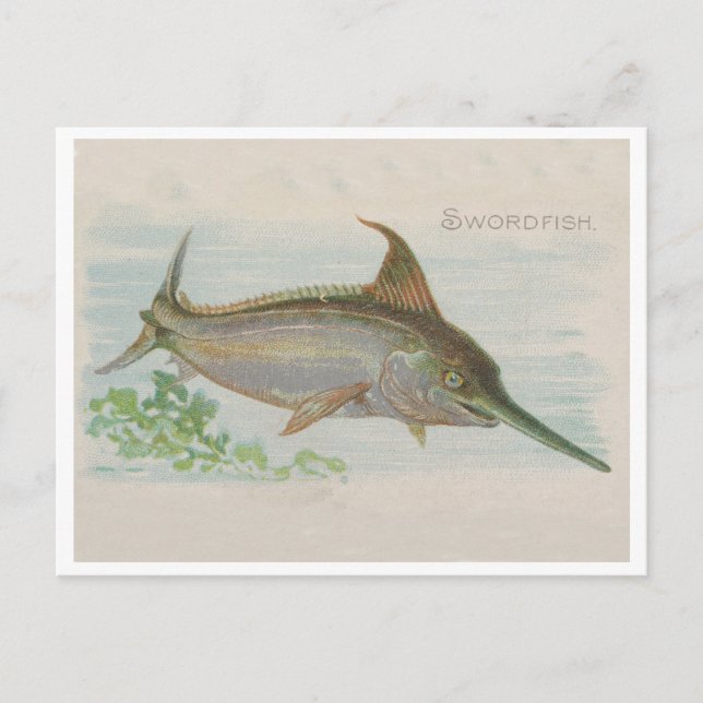 Swordfish Fishing Vintage iIlustration Postcard (Front)