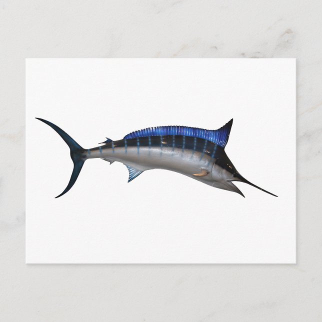 Swordfish Postcard (Front)
