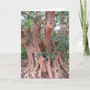 Sycamore Fig Tree Card