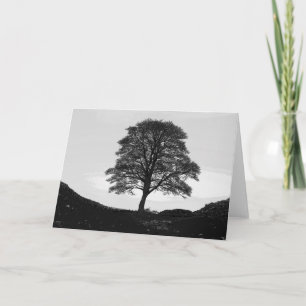 Sycamore Gap Greeting Card