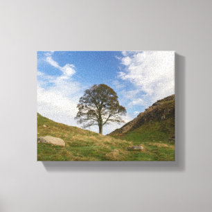 Sycamore Gap in Autumn Canvas Print