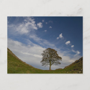 Sycamore Gap in Autumn Postcard