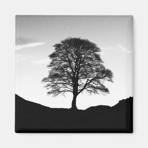 Sycamore Gap Magnet