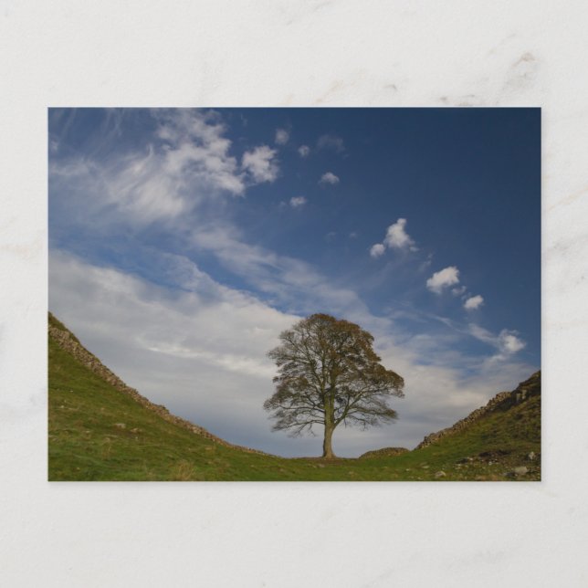 Sycamore Gap Postcard (Front)