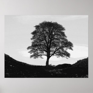 Sycamore Gap Poster/Print Poster