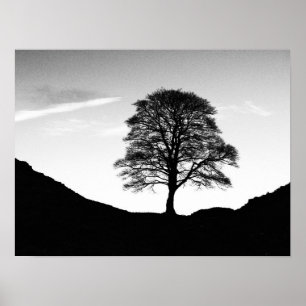 Sycamore Gap Poster/Print Poster