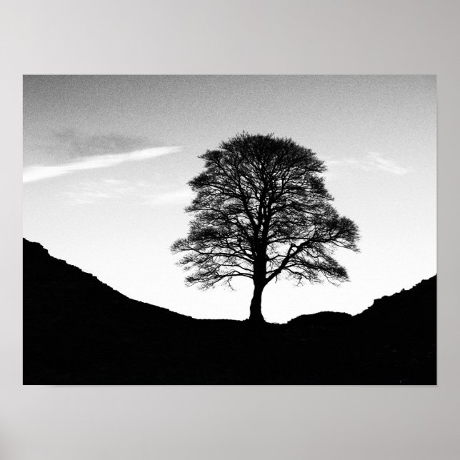 Sycamore Gap Poster/Print Poster (Front)