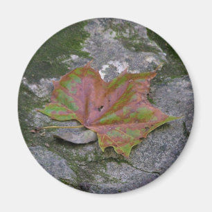 Sycamore Leaf Magnet