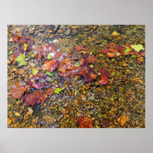 Sycamore Leaves in the Shenandoah River Poster