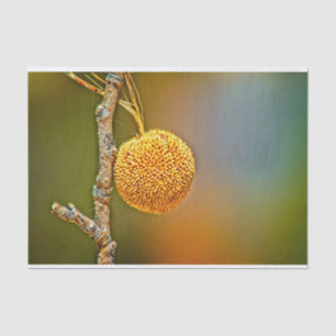 Sycamore Seed Ball  Tissue Paper
