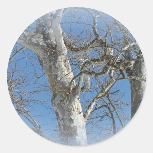 Sycamore Tree Against Winter Sky Items Classic Round Sticker (Front)