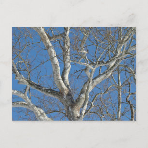 Sycamore Tree Against Winter Sky Items Postcard