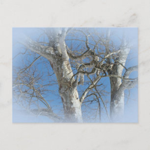 Sycamore Tree Against Winter Sky Items Postcard