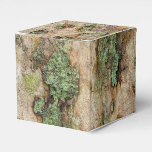 Sycamore Tree Bark Moss Lichen Favour Box