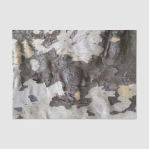 Sycamore Tree Bark Peeling and Shedding Tissue Paper