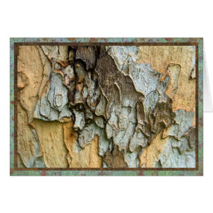 Sycamore tree bark photo