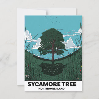 Sycamore Tree Gap Postcard