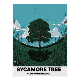 Sycamore Tree Gap Poster