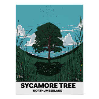 Sycamore Tree Gap Poster